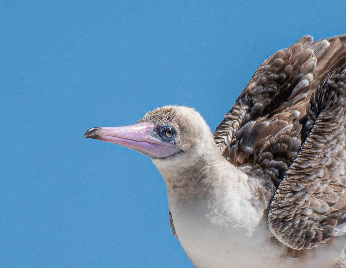 Red-footed Booby - ML622186868