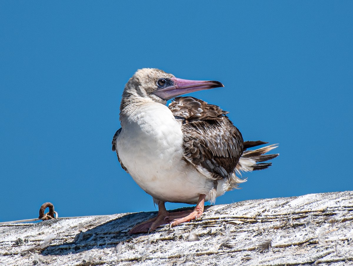 Red-footed Booby - ML622186869