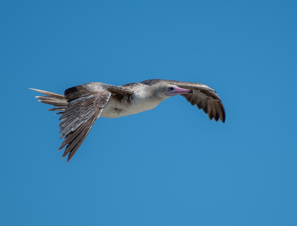 Red-footed Booby - ML622186870