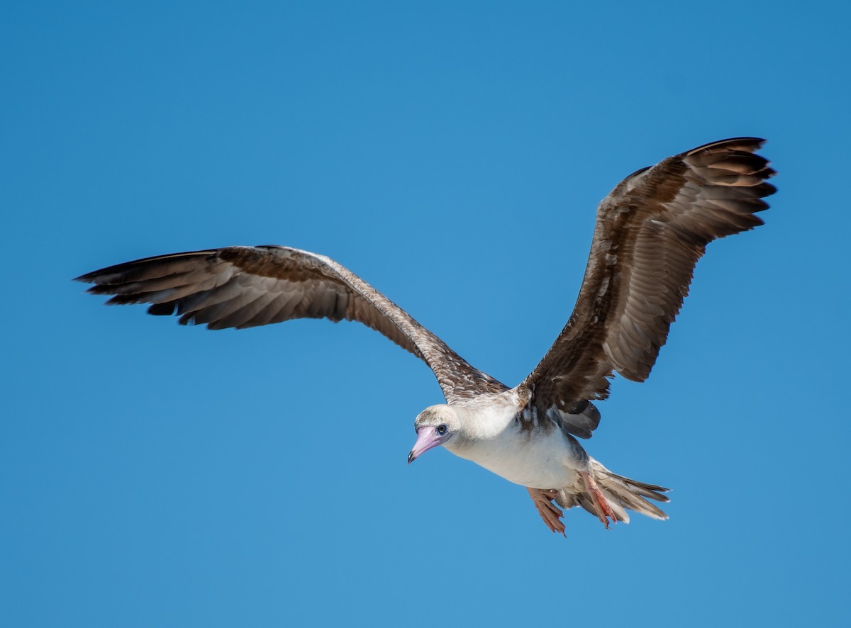Red-footed Booby - ML622186871