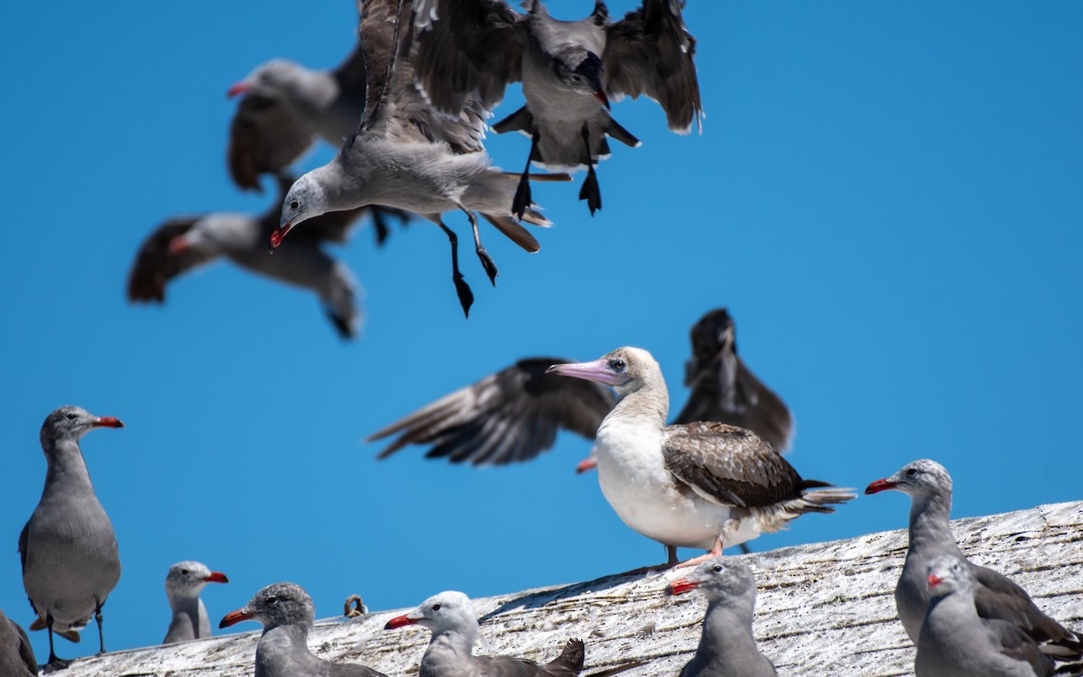 Red-footed Booby - ML622186872