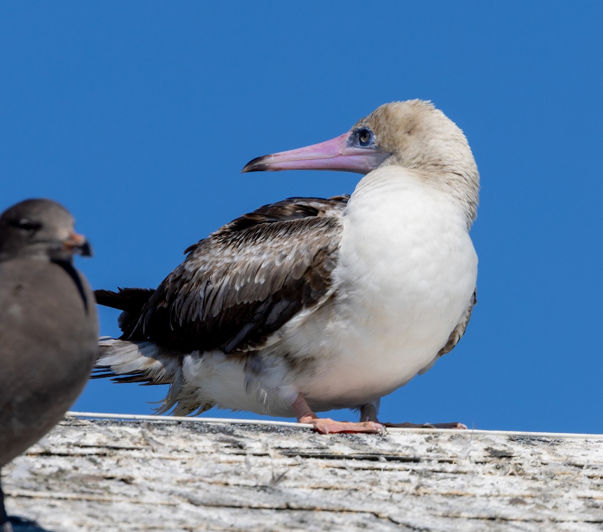 Red-footed Booby - ML622186891