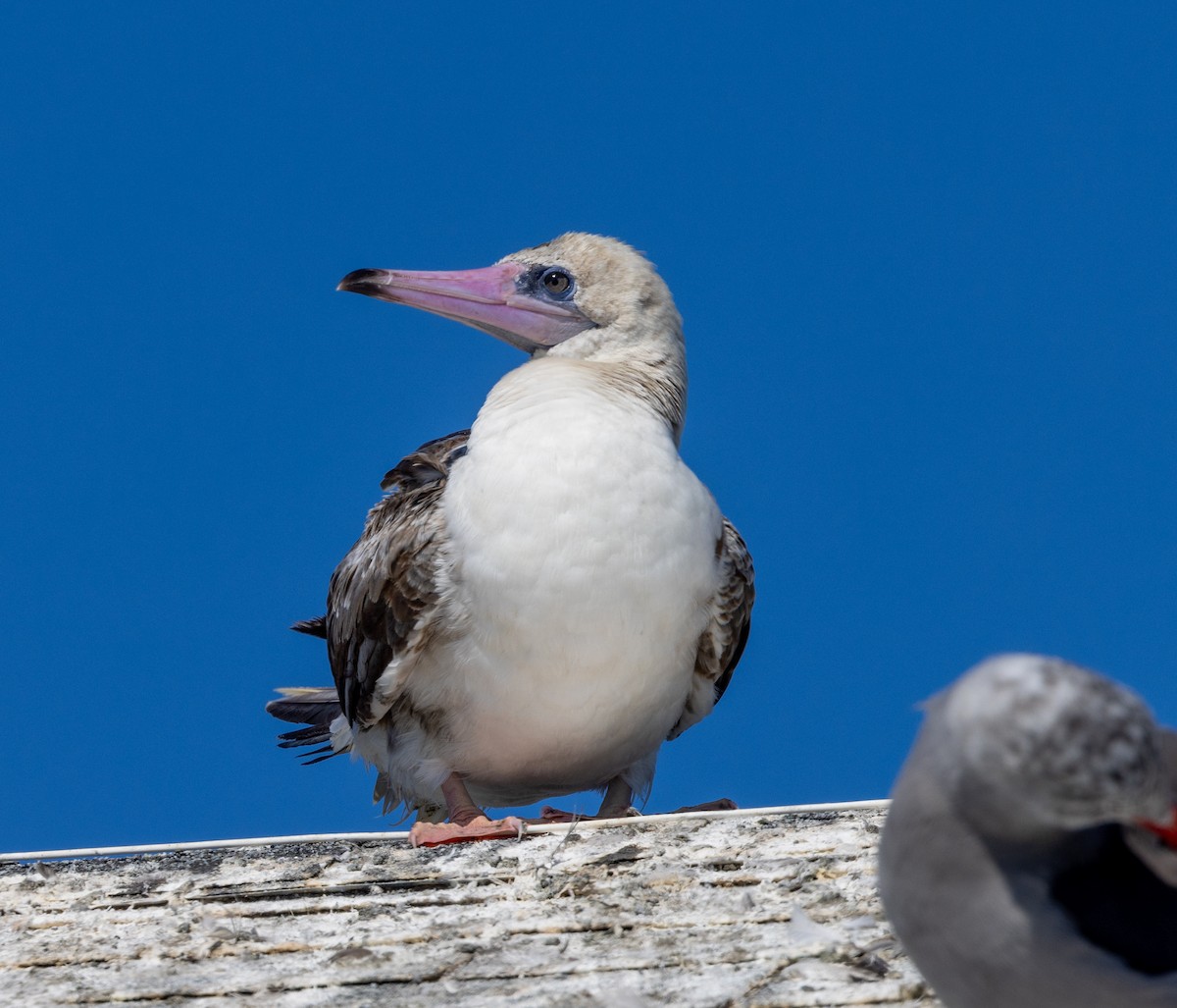 Red-footed Booby - ML622186892