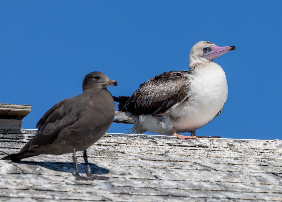 Red-footed Booby - ML622186893