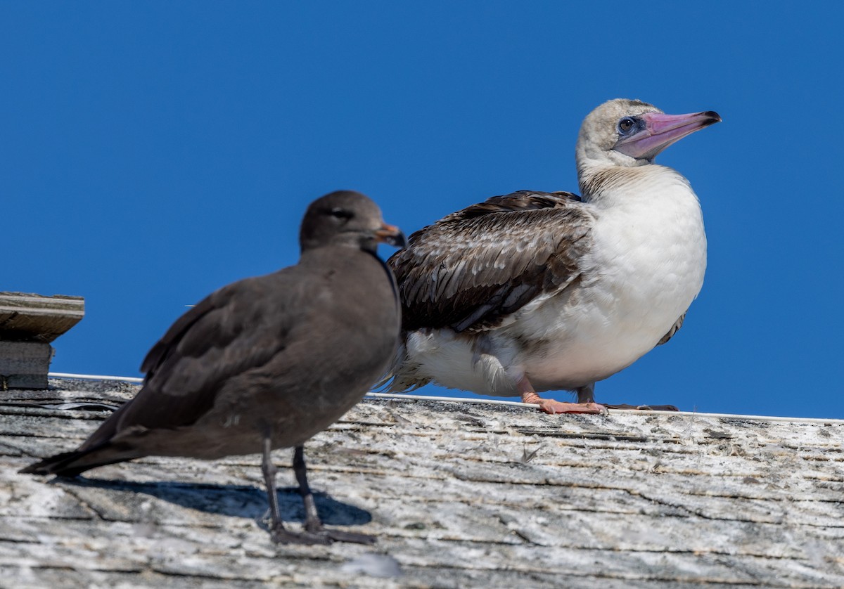 Red-footed Booby - ML622186895