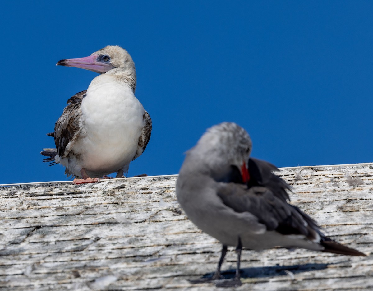 Red-footed Booby - ML622186896