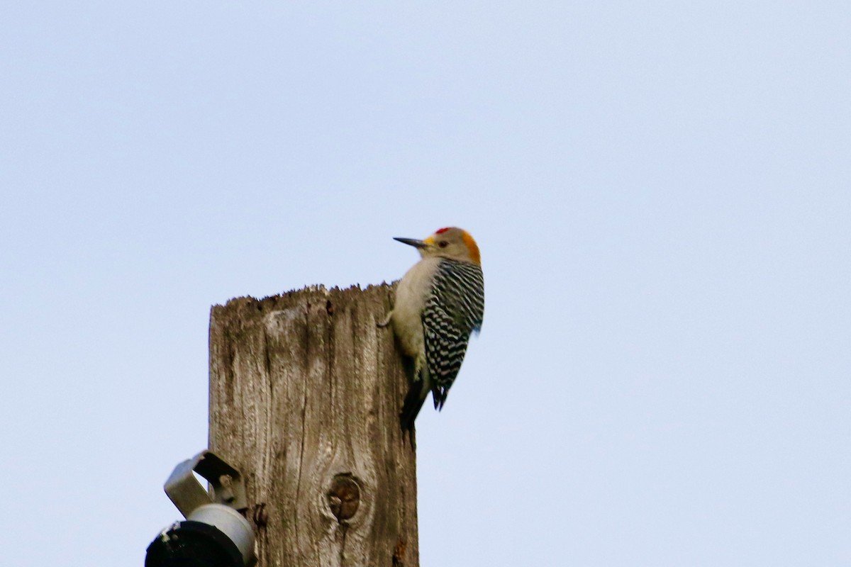 Golden-fronted Woodpecker - ML622186936