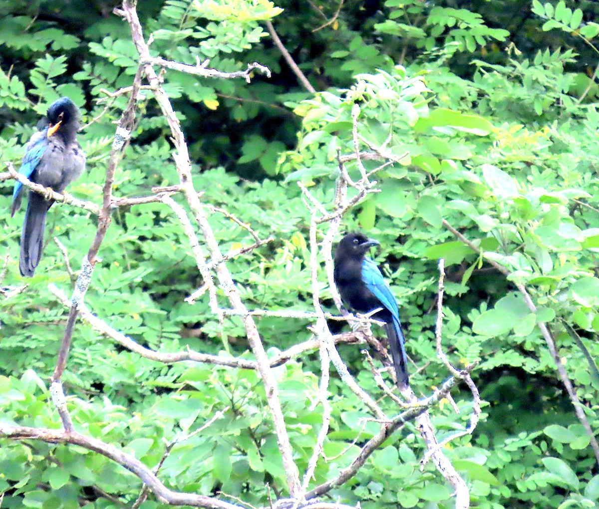 San Blas Jay - Carlos Palomera