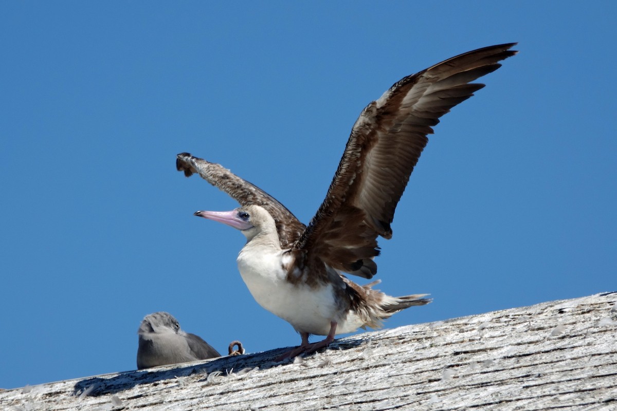 Red-footed Booby - ML622187107