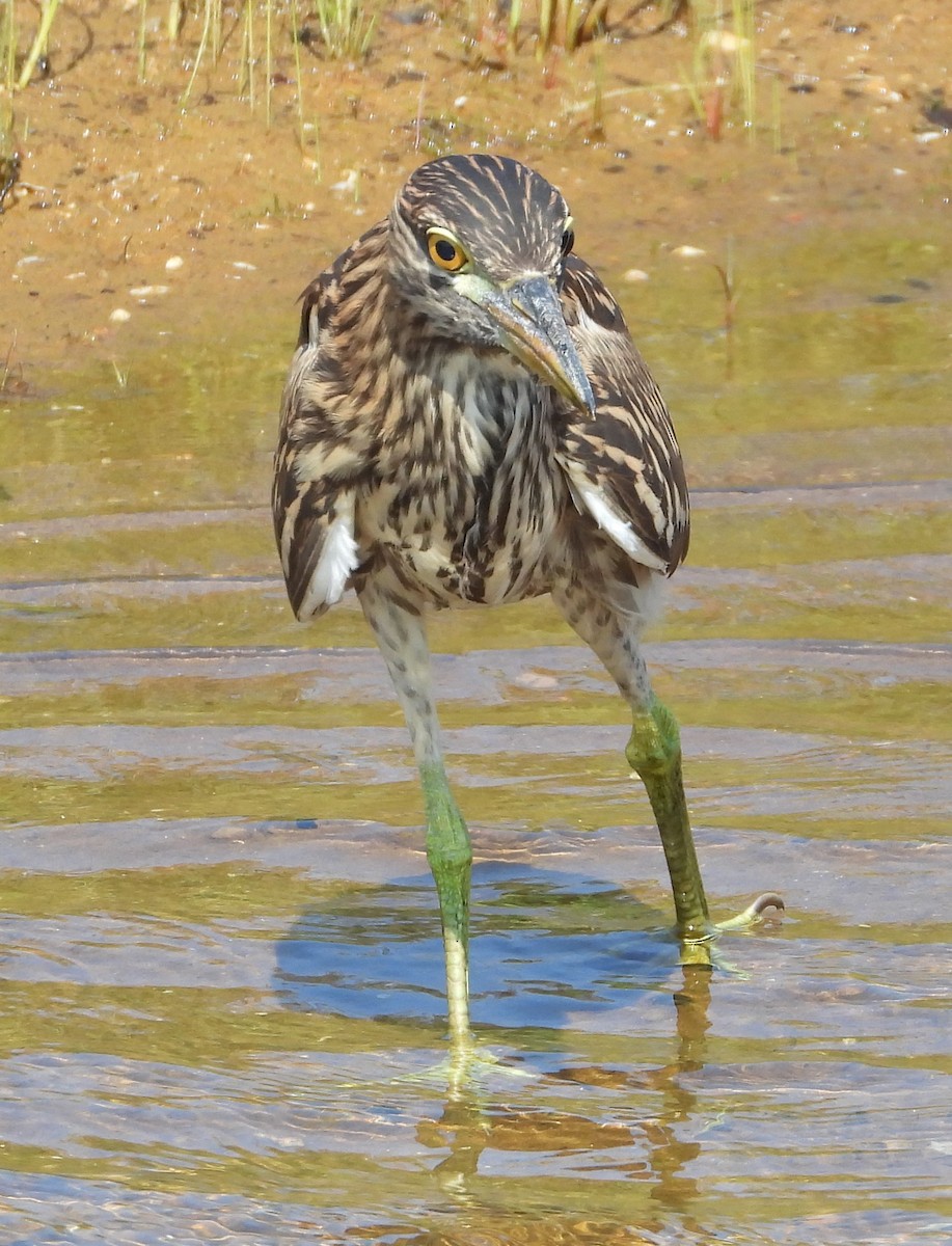 Black-crowned Night Heron - ML622187109