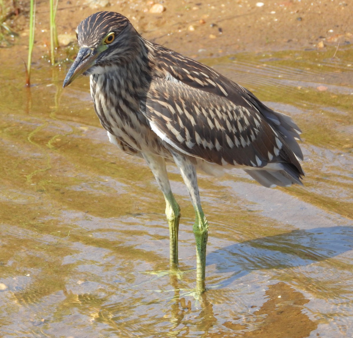 Black-crowned Night Heron - ML622187115