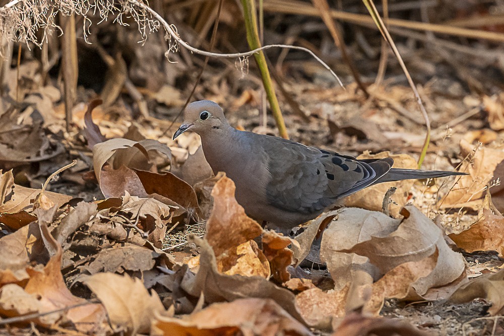 Mourning Dove - ML622187120