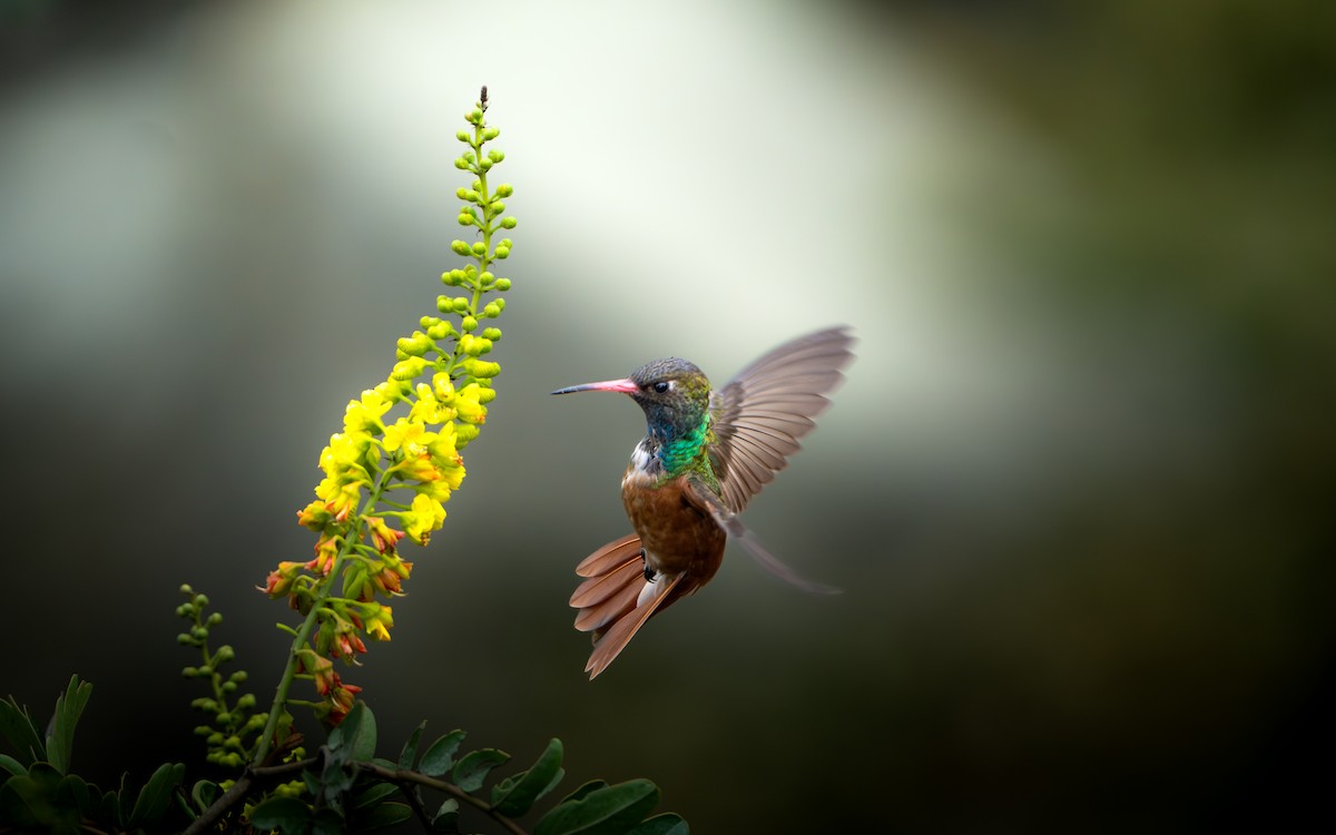 Amazilia Hummingbird - Joaquín Calderón