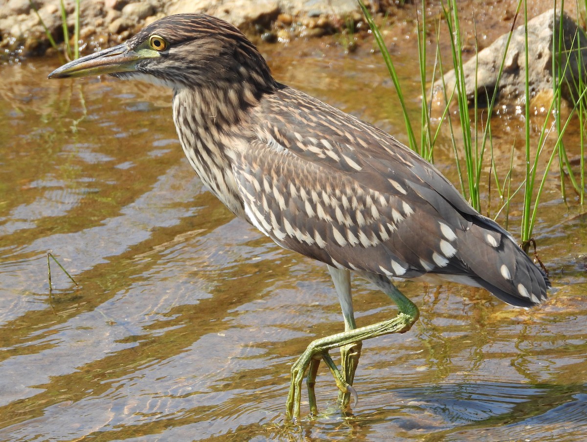 Black-crowned Night Heron - ML622187147