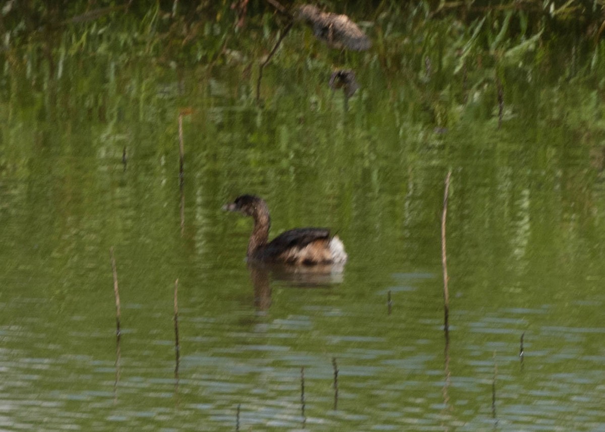 Pied-billed Grebe - ML622187229