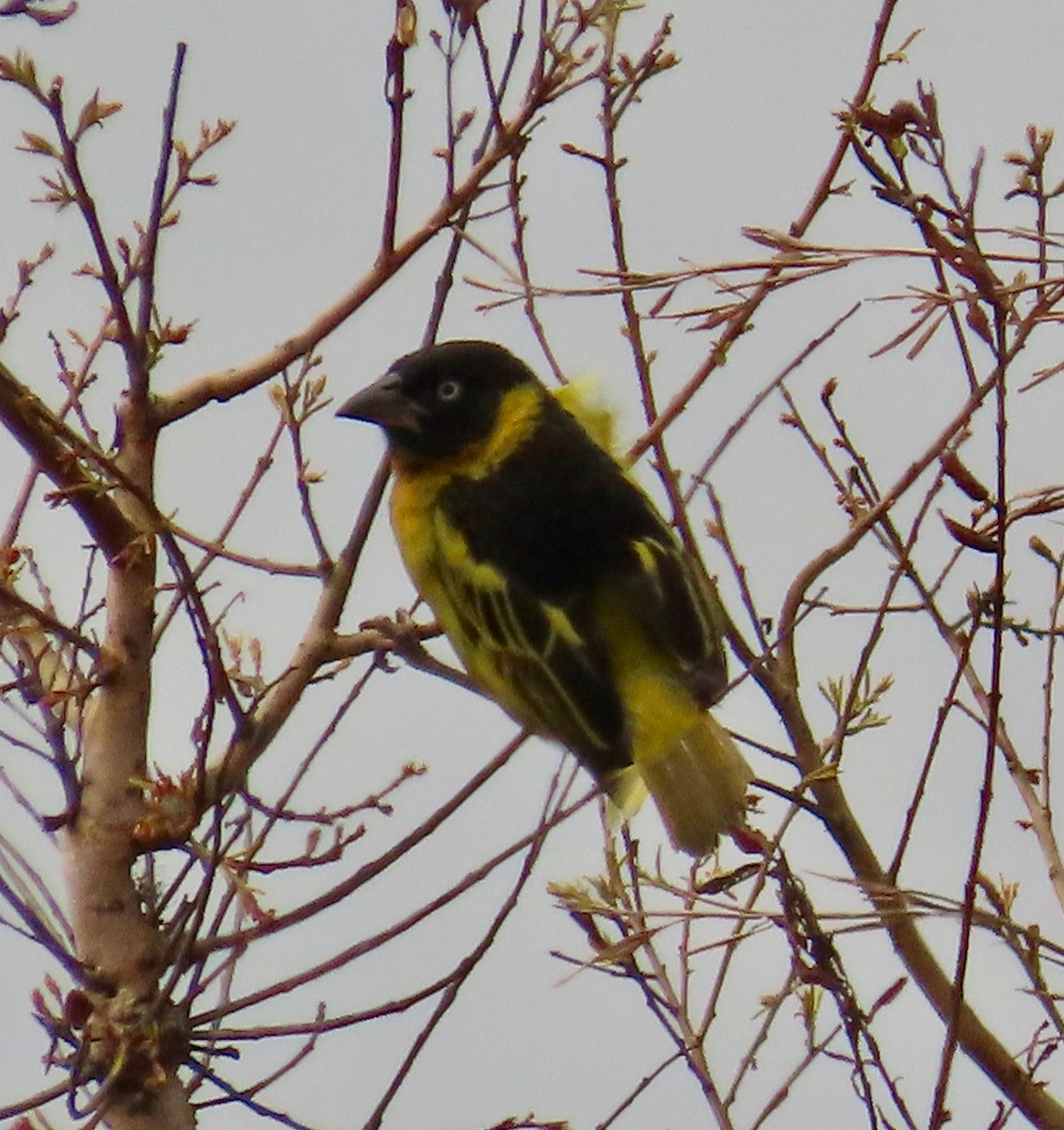 Black-chinned Weaver - ML622187240