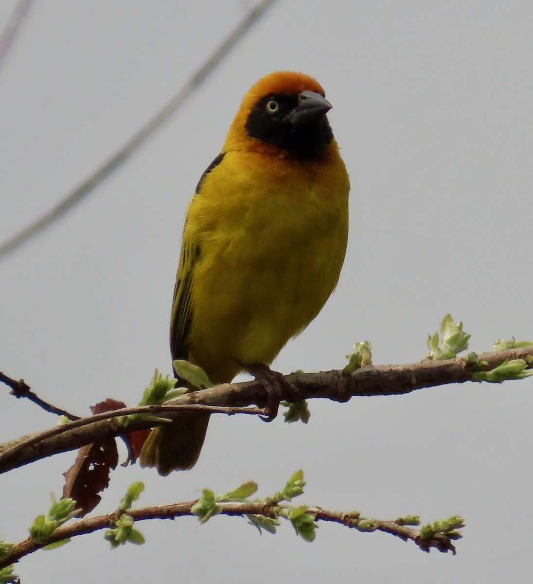 Black-chinned Weaver - ML622187241