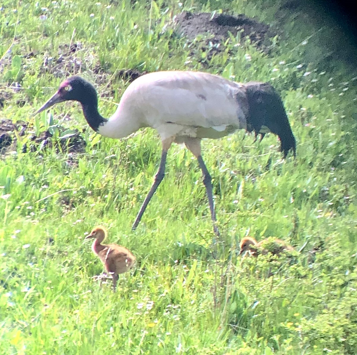 Black-necked Crane - ML622187291