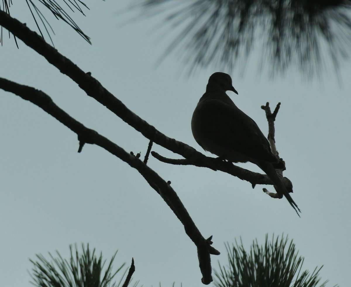 Mourning Dove - ML622187300