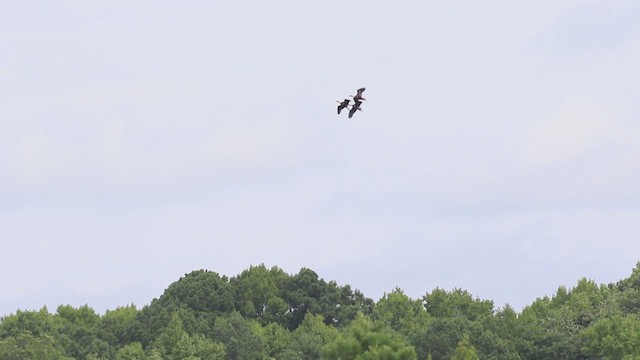Black-bellied Whistling-Duck (fulgens) - ML622187503