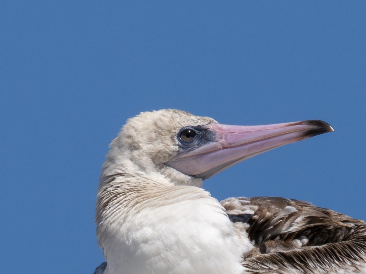 Red-footed Booby - varun tipnis