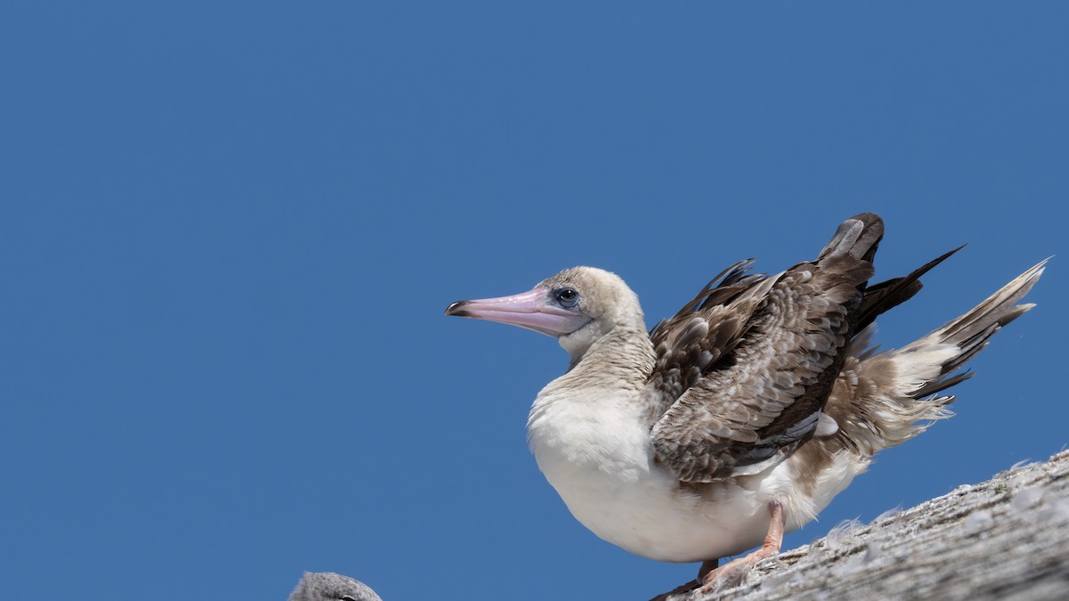 Red-footed Booby - ML622187553