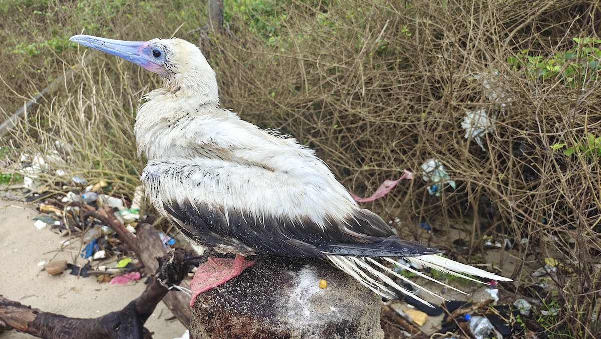 Red-footed Booby - ML622187575