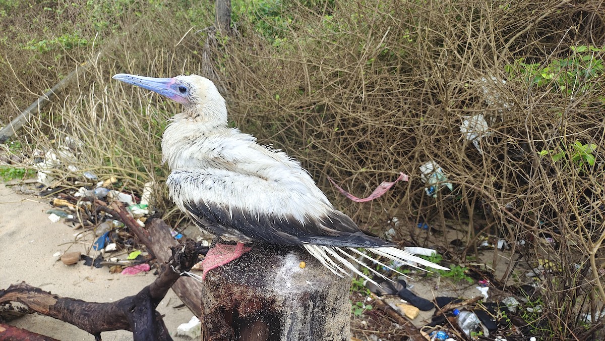 Red-footed Booby - ML622187581