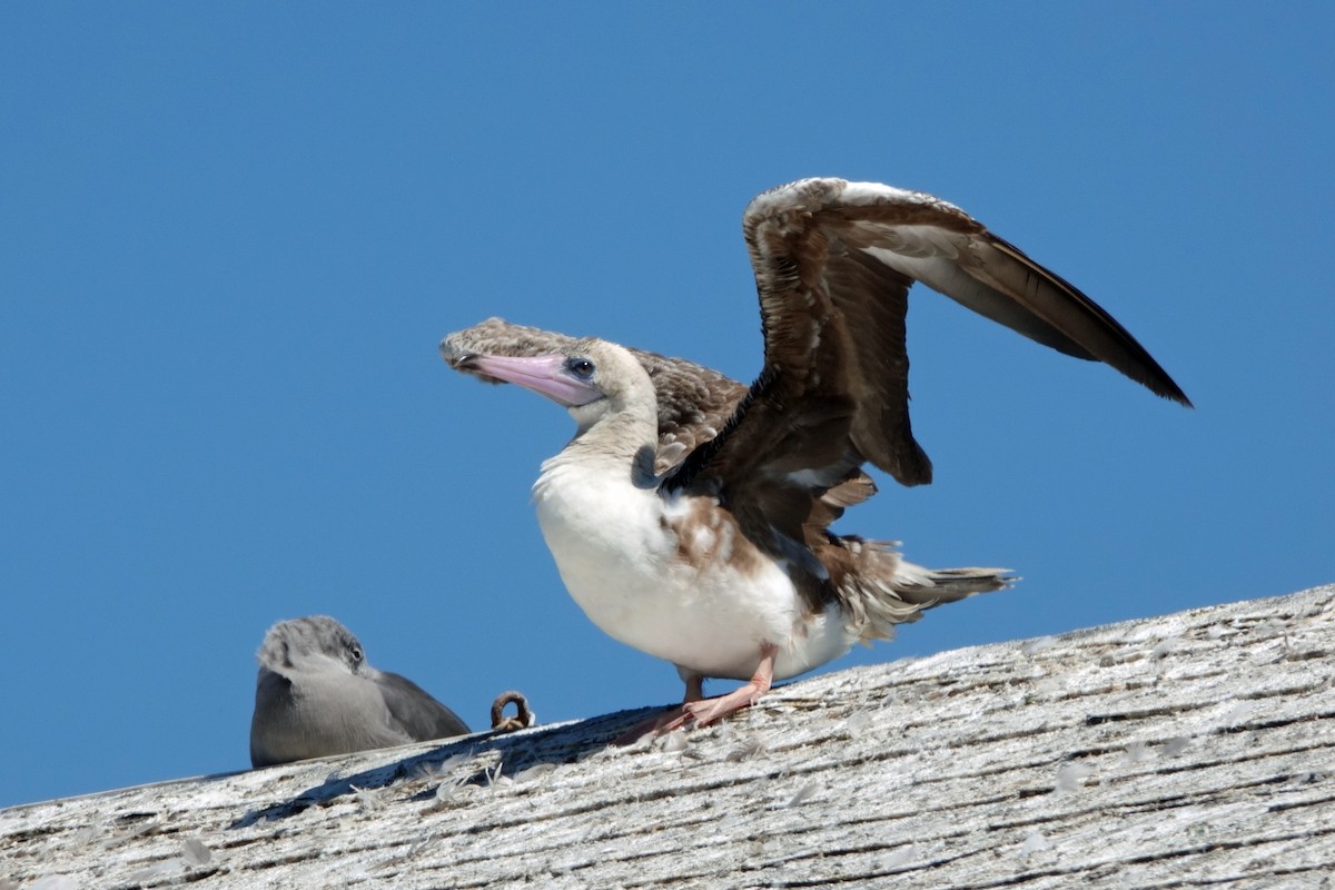 Red-footed Booby - ML622187692