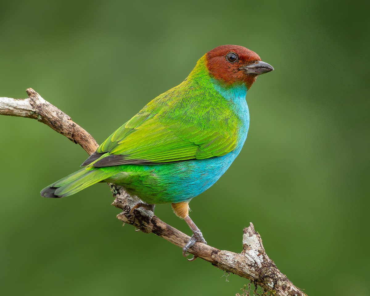 Bay-headed Tanager - ML622187699