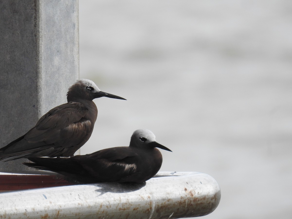 Lesser Noddy - ML622187709