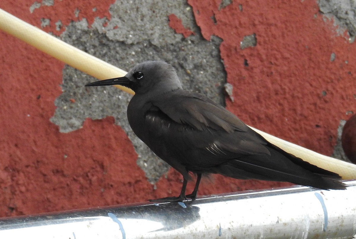 Lesser Noddy - ML622187710