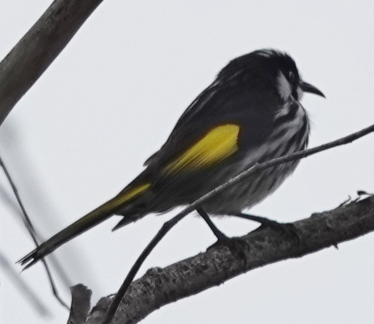 New Holland Honeyeater - ML622187716