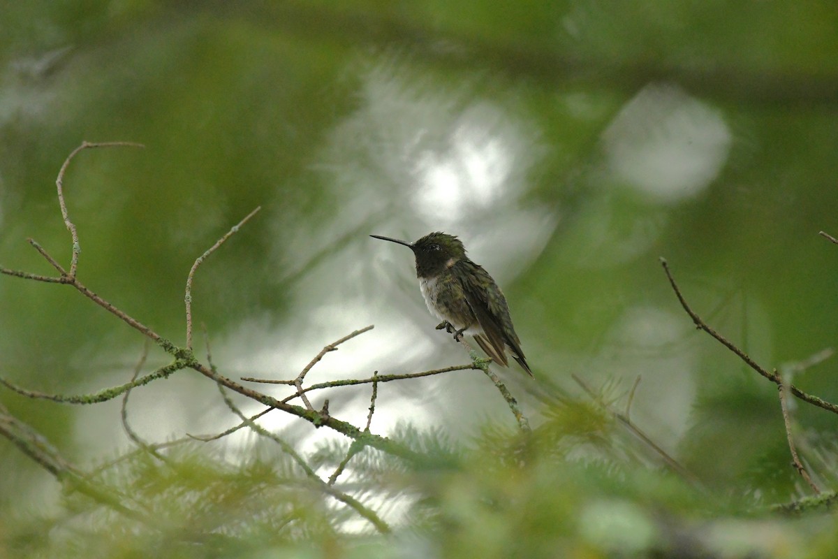 Ruby-throated Hummingbird - ML622187717