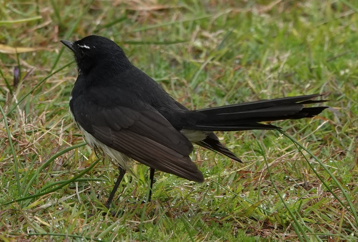 Willie-wagtail - ML622187723
