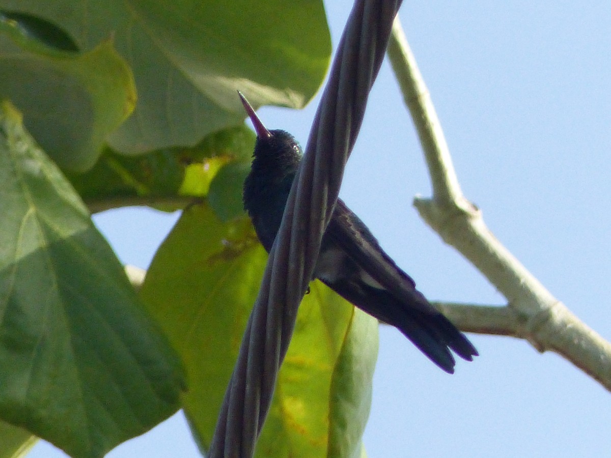 Cuban Emerald - ML622187724