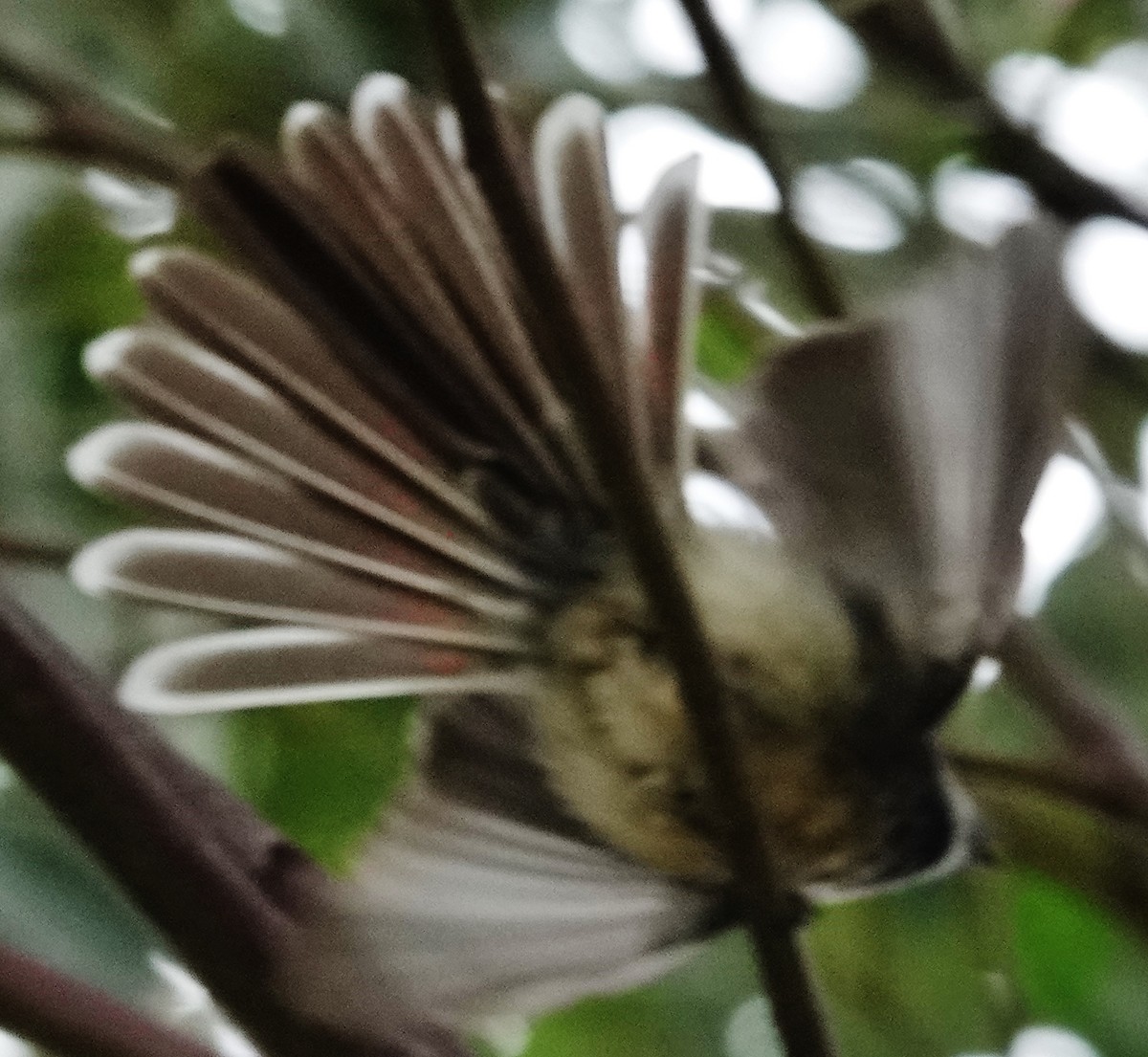 Gray Fantail - ML622187726