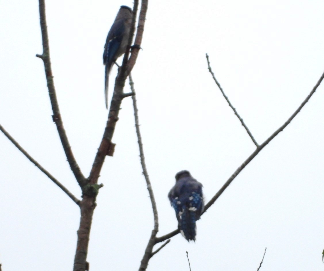 Blue Jay - Pete Givan