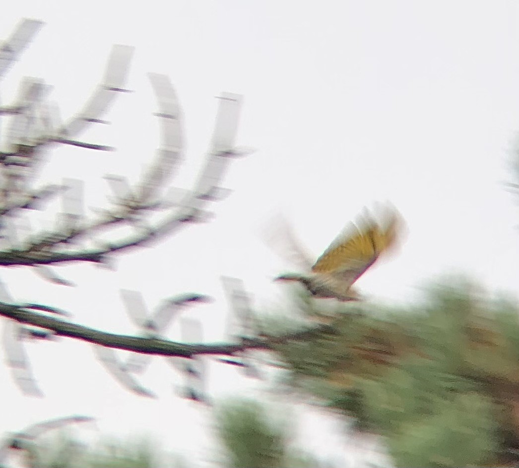 Northern Flicker (Yellow-shafted) - ML622187733