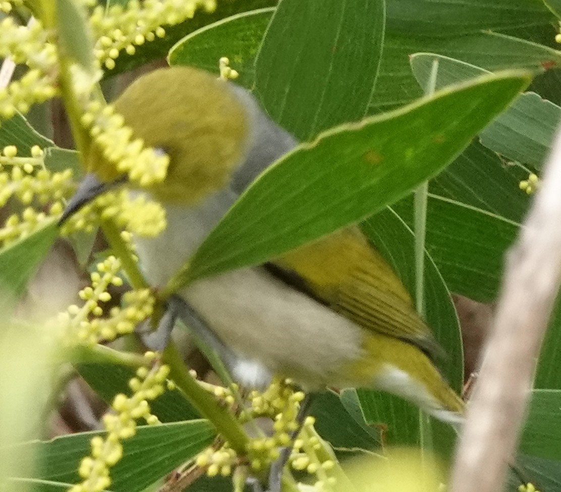 Silvereye - ML622187734