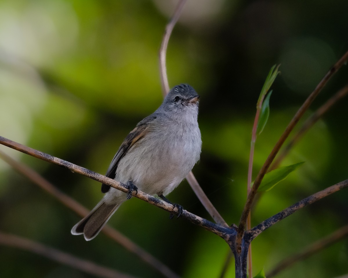 Southern Beardless-Tyrannulet - Manuel Pinochet Rojas