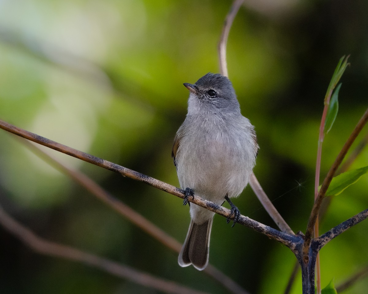 Southern Beardless-Tyrannulet - Manuel Pinochet Rojas