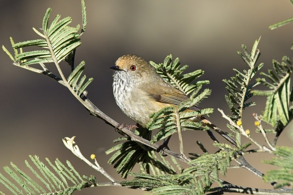 Brown Thornbill - ML622187742