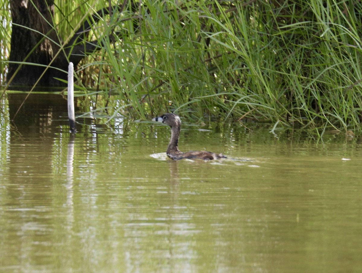 Pied-billed Grebe - ML622187812