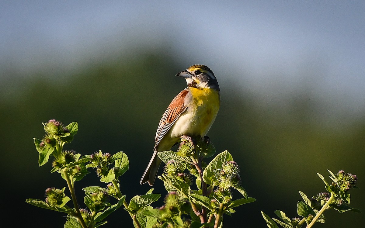 Dickcissel - Dan Steakley