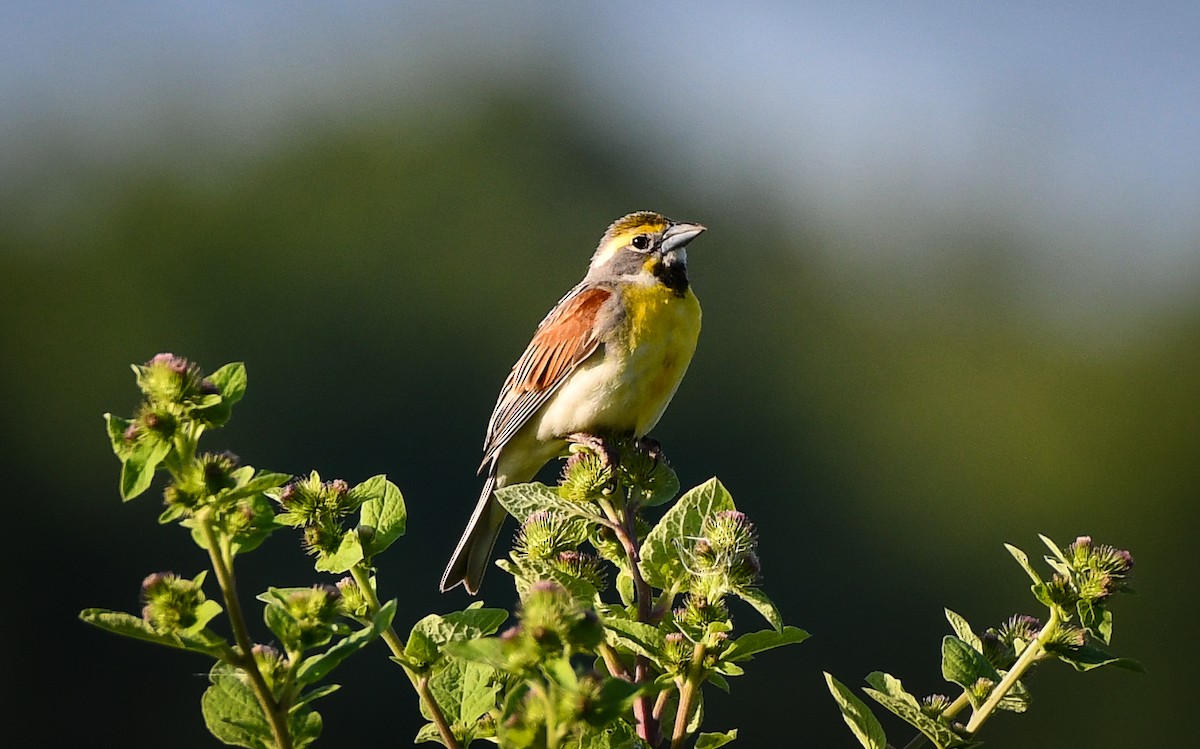 Dickcissel - ML622187899