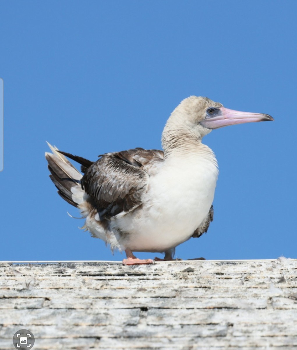 Red-footed Booby - ML622187903