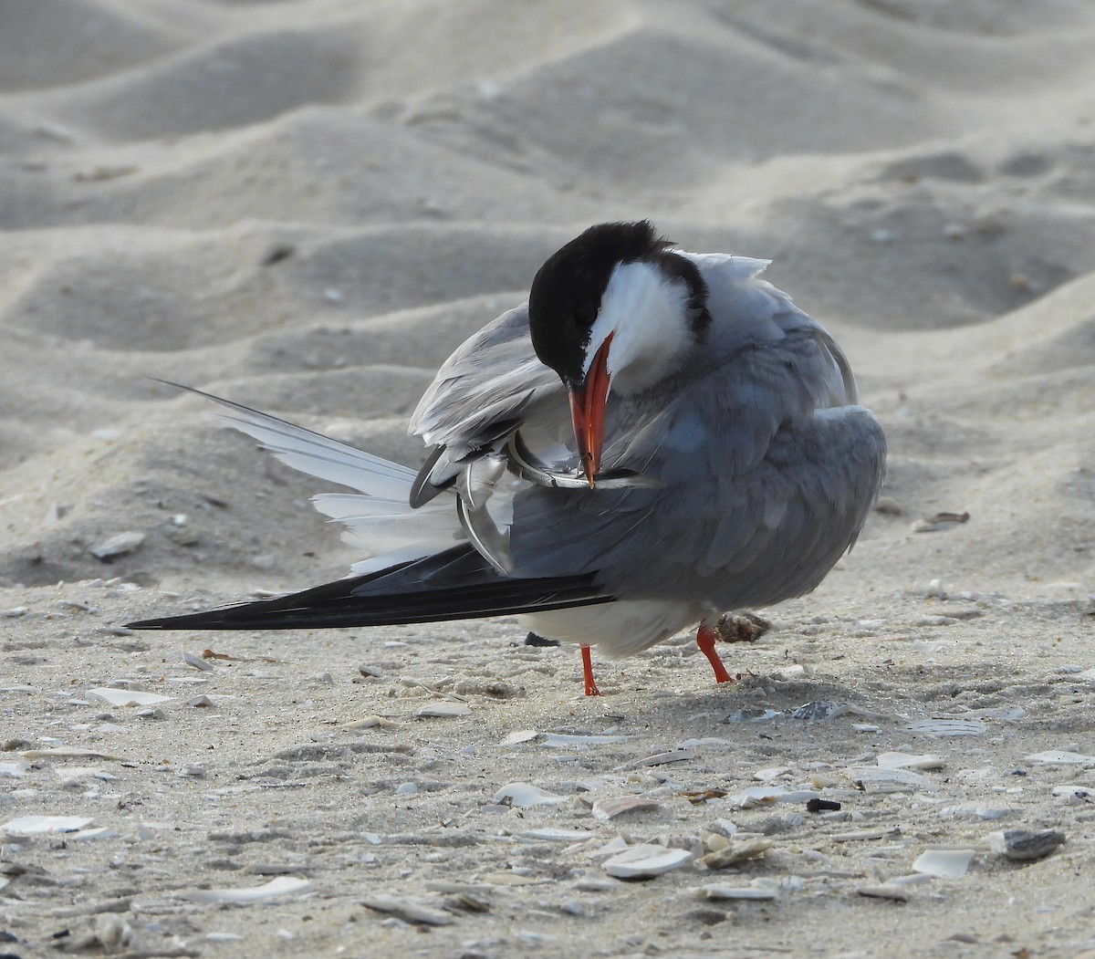 Common Tern - Gary Graves