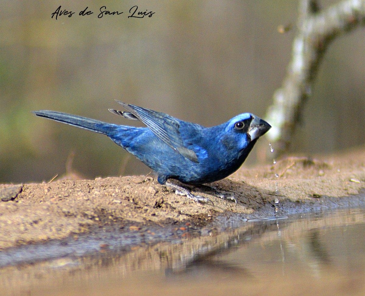 Ultramarine Grosbeak - ML622187954