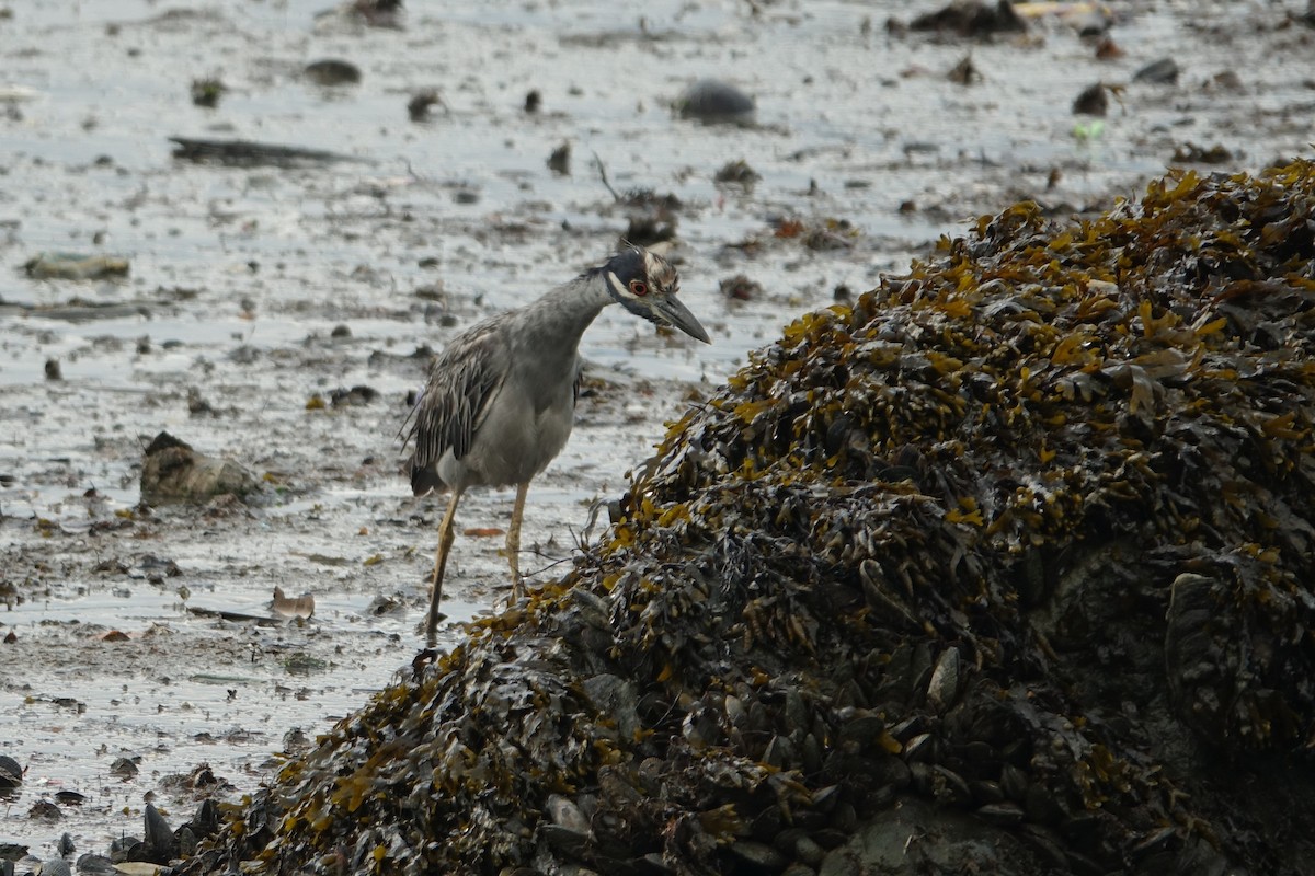 Krabbenreiher - ML622187990